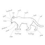 kaikonomayu (kaikonomayu)さんの猫の体の部位が書かれたイラストを描いてほしいへの提案
