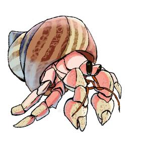 cosmoholeさんのオカヤドカリのキャラクターデザインへの提案