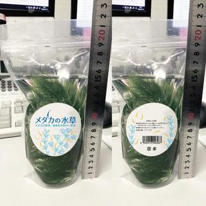 noraya_jr (noraya_jr)さんの水草のパッケージのデザイン制作への提案