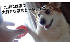 shohei ()さんの【総額50万円・100名当選】アドビ×ランサーズ「 #おうちで創ろう 」クリエイティブコンテストへの提案
