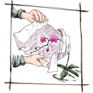 躯咲マドロミ ()さんの胡蝶蘭販売サイト胡蝶蘭園.comから同梱・発送するお手入れ方法のイラスト冊子の制作への提案