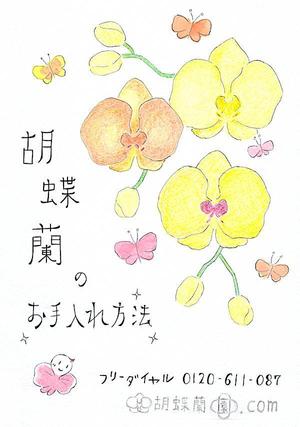 birdddd ()さんの胡蝶蘭販売サイト胡蝶蘭園.comから同梱・発送するお手入れ方法のイラスト冊子の制作への提案