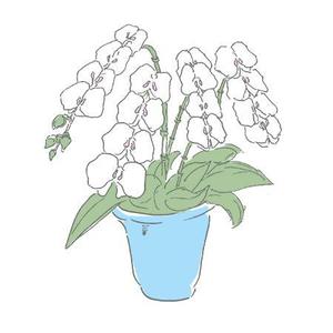 sin ()さんの胡蝶蘭販売サイト胡蝶蘭園.comから同梱・発送するお手入れ方法のイラスト冊子の制作への提案