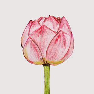 kyokyo (kyokyo)さんのお寺の天井絵イラストへの提案