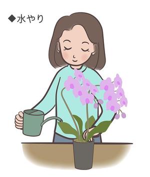 y.kajita (ykajita)さんの胡蝶蘭販売サイト胡蝶蘭園.comから同梱・発送するお手入れ方法のイラスト冊子の制作への提案