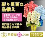 番場高大 (Takamy)さんの胡蝶蘭園.com・アフィリエイトや広告出稿用のバナー製作（8サイズ）への提案