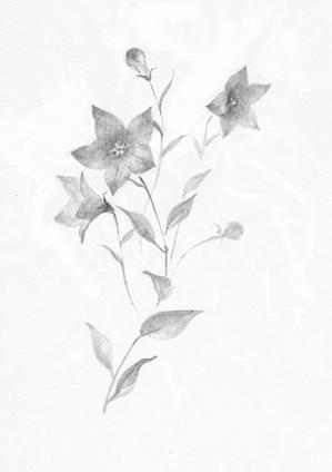 おいも (takkkako)さんの花のイラスト作成　　への提案