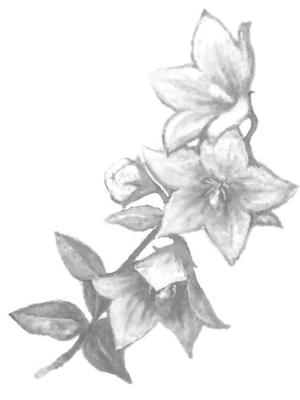 Maris Box (marimocororon)さんの花のイラスト作成　　への提案