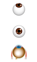 CUBE (cube1)さんのカタログ・説明資料用の眼球及び眼科メスのテクニカルイラストへの提案