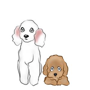 クジョウ (yui00)さんのプードル専門店の、イメージキャラクターへの提案