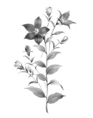 平野秀明 (space-object)さんの花のイラスト作成　　への提案