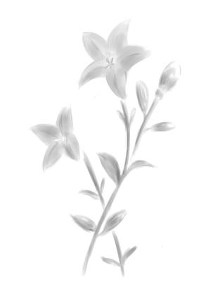 i-kumataさんの花のイラスト作成　　への提案