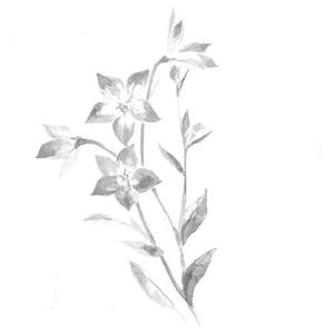 saho (saho)さんの花のイラスト作成　　への提案