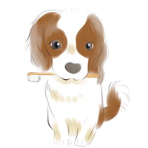 もかふしぎ (mochafushigi)さんの歯科医院のキャラクターデザイン「キャバリア犬」への提案