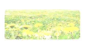 mimika (mimika)さんの美しい自然　イラスト・または写真加工への提案