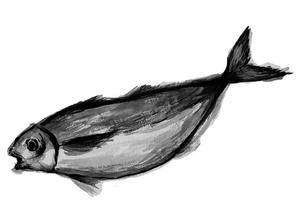 ニッタ (mayora)さんの鯵（アジ）の筆で書いたイラスト制作への提案
