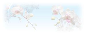 naomi (Ts-naomi)さんの美しい自然　イラスト・または写真加工への提案