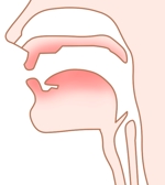 鈴丸 (suzumarushouten)さんのボイストレーニング用の声帯や喉の周りのイラスト。への提案