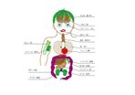 株式会社イーネットビズ (e-nets)さんの野菜でつくる人体解剖図ポスター制作への提案