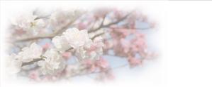 NaGaOさんの美しい自然　イラスト・または写真加工への提案