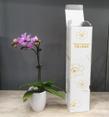 package-Phalaenopsis-orchids01.jpg