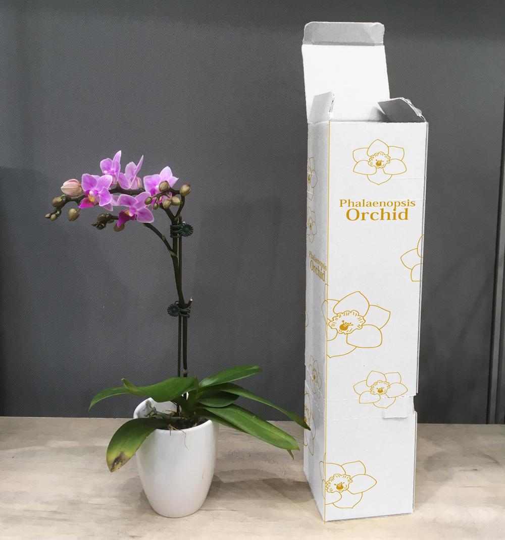 ミディ胡蝶蘭の宅配箱のデザイン