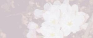 cococolorさんの美しい自然　イラスト・または写真加工【桜】への提案