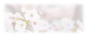 さんの美しい自然　イラスト・または写真加工【桜】への提案