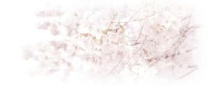 sarutoraさんの美しい自然　イラスト・または写真加工【桜】への提案