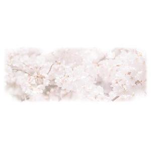 吉水 ()さんの美しい自然　イラスト・または写真加工【桜】への提案