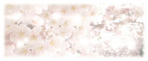 MUTTA (bokeco)さんの美しい自然　イラスト・または写真加工【桜】への提案