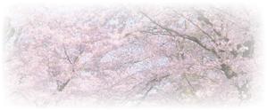 -CHINATSU- (-CHINATSU-)さんの美しい自然　イラスト・または写真加工【桜】への提案