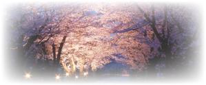 -CHINATSU- (-CHINATSU-)さんの美しい自然　イラスト・または写真加工【桜】への提案