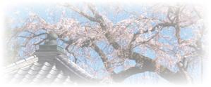 -CHINATSU- (-CHINATSU-)さんの美しい自然　イラスト・または写真加工【桜】への提案