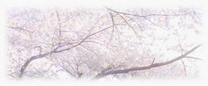 ビーンデザイン (harugakita)さんの美しい自然　イラスト・または写真加工【桜】への提案