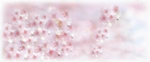 高嶋 (M_Takasima)さんの美しい自然　イラスト・または写真加工【桜】への提案