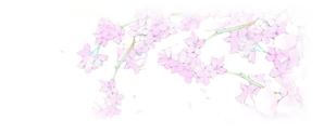 かのこ (pubish_p)さんの美しい自然　イラスト・または写真加工【桜】への提案