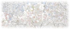 ひでと (hi-to)さんの美しい自然　イラスト・または写真加工【桜】への提案