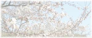 ひでと (hi-to)さんの美しい自然　イラスト・または写真加工【桜】への提案