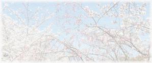 ひでと (hi-to)さんの美しい自然　イラスト・または写真加工【桜】への提案