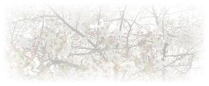 ひでと (hi-to)さんの美しい自然　イラスト・または写真加工【桜】への提案