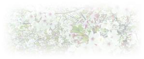 ひでと (hi-to)さんの美しい自然　イラスト・または写真加工【桜】への提案