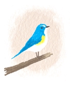 osunari (osunari)さんのパステル系の青い鳥のイラストへの提案