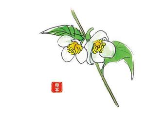 51224さんのお茶の花のデザインへの提案