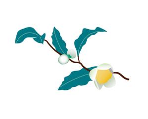 hims001さんのお茶の花のデザインへの提案
