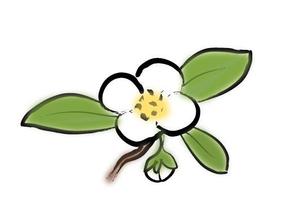 MinamiWaka (minamiwaka)さんのお茶の花のデザインへの提案