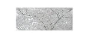 さんの美しい自然　イラスト・または写真加工【桜】への提案