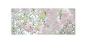 さんの美しい自然　イラスト・または写真加工【桜】への提案