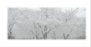 さんの美しい自然　イラスト・または写真加工【桜】への提案