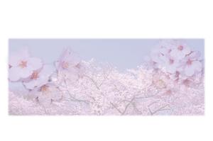 poo3さんの美しい自然　イラスト・または写真加工【桜】への提案